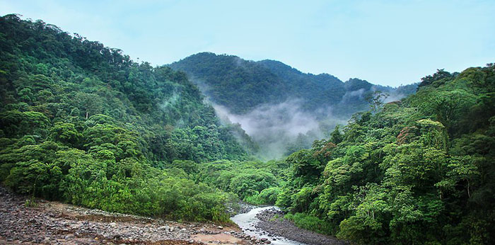 Tropical Rainforest